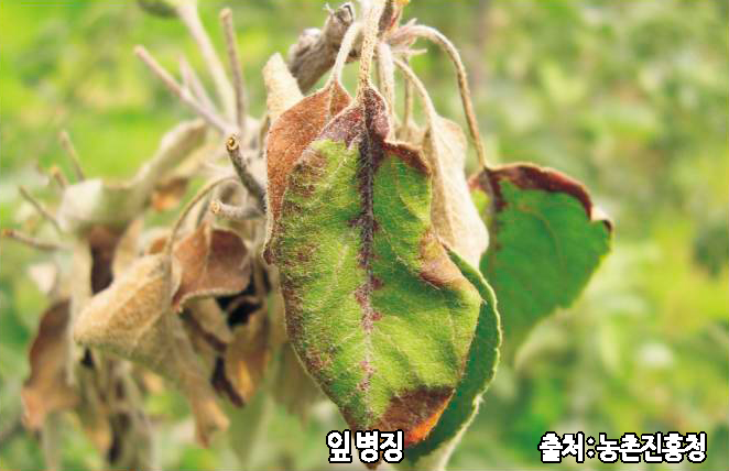 화상병