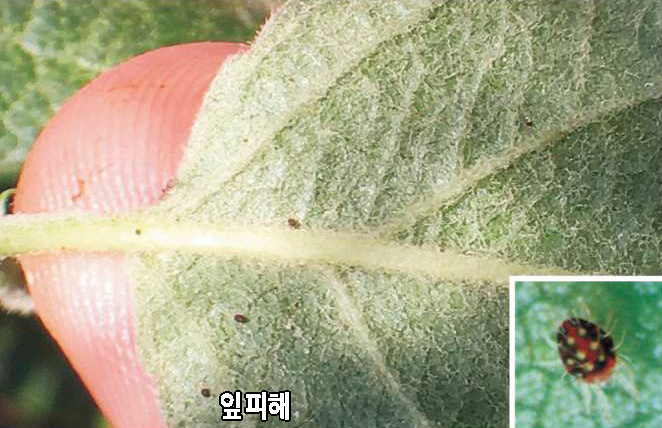 사과응애